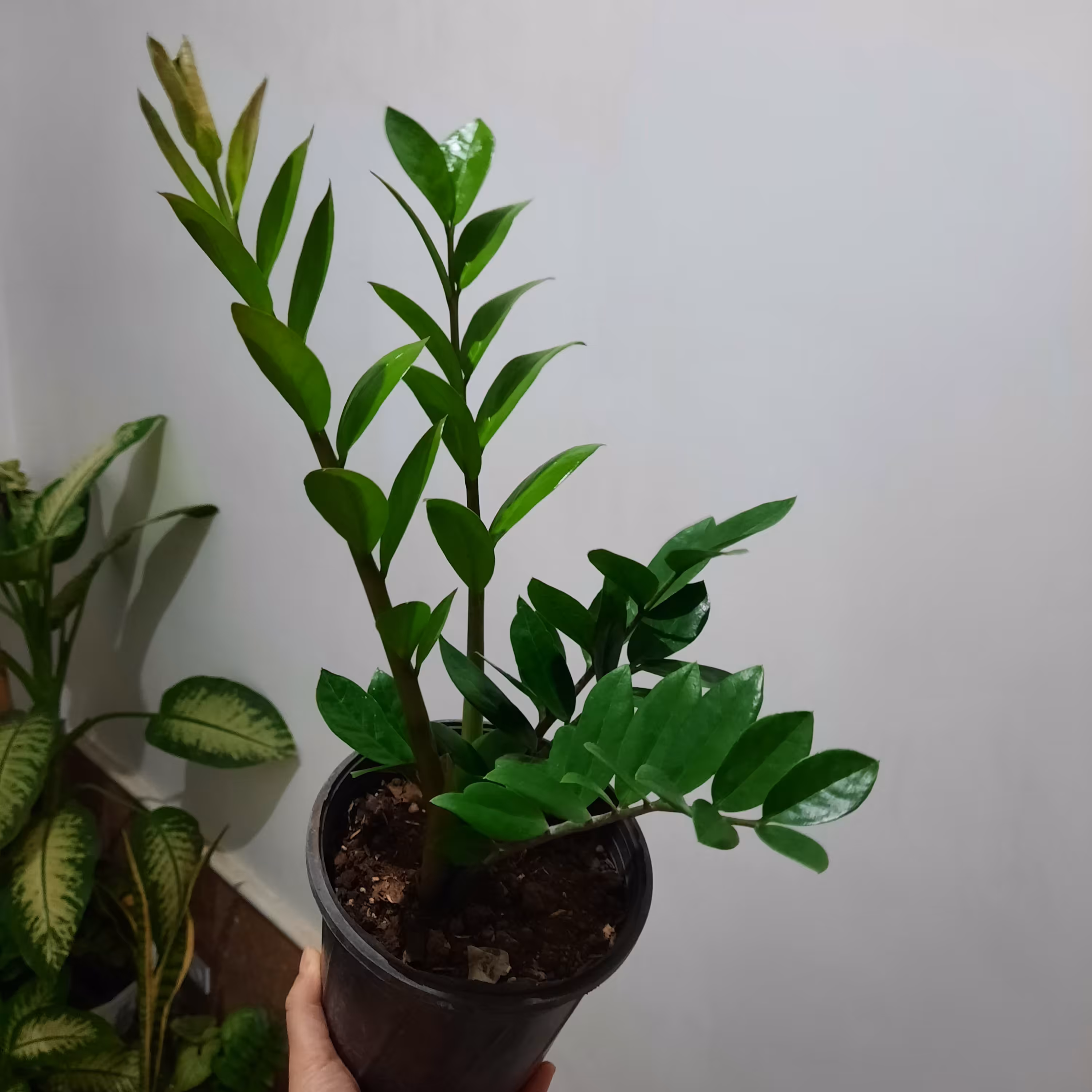 زاموفیلیا سبز شش شاخه بلند و باکیفیت هزینه ی ارسال به عهده ی مشتری