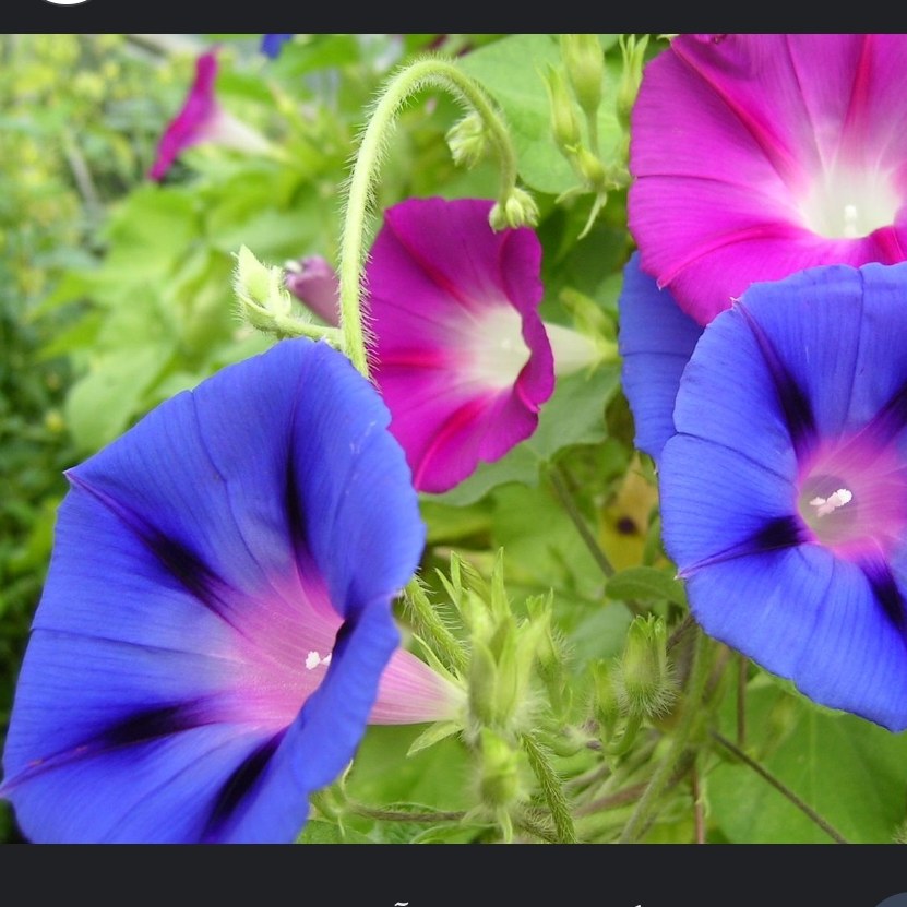 بذر نیلوفر باغی رونده مخلوط 30 عدد