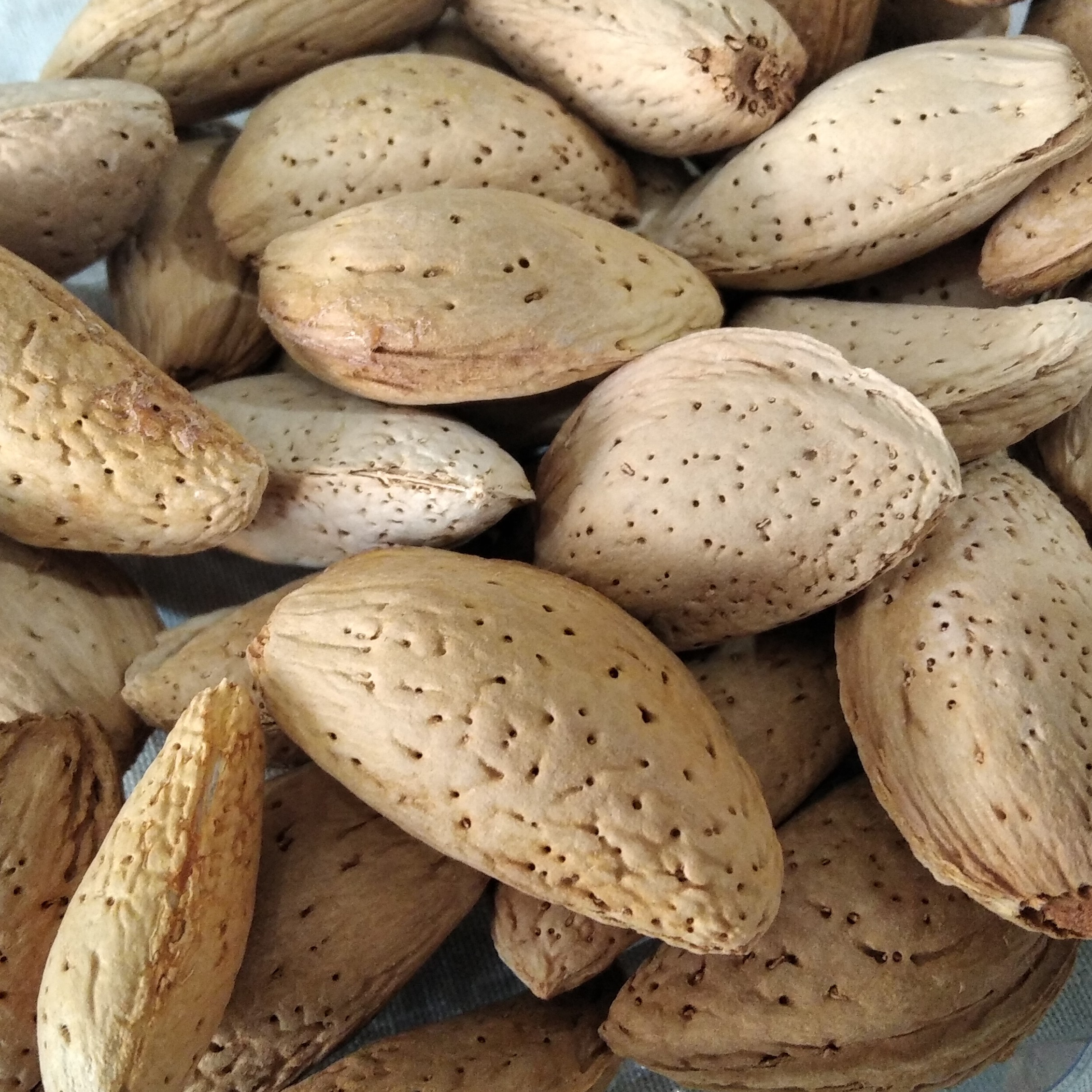 بادام مامایی پر چرب