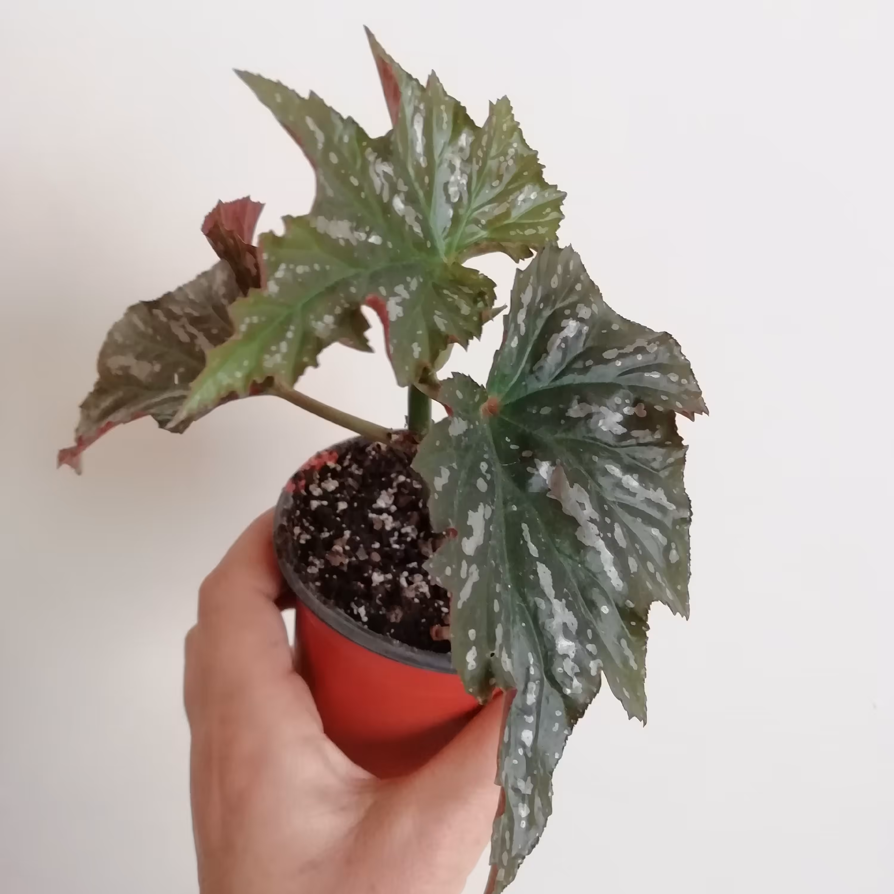 بگونیا  بال فرشته گلدان 10