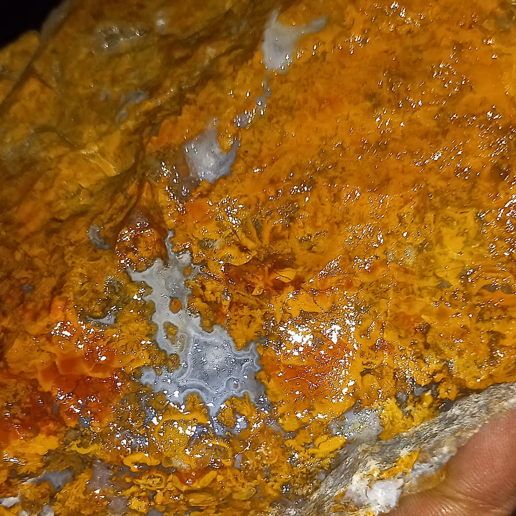 شجر پاییزی خاص