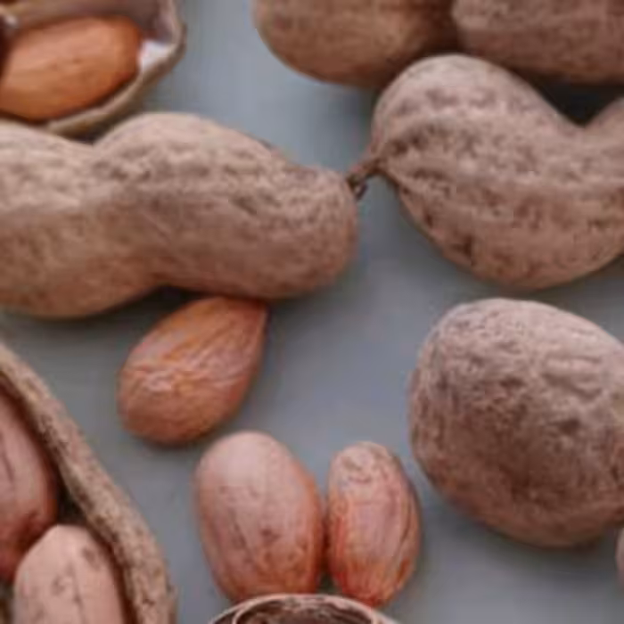 بادام زمینی استانه اشرفیه باپوست درجه یک بسیار خوش مزه، ارسال رایگان