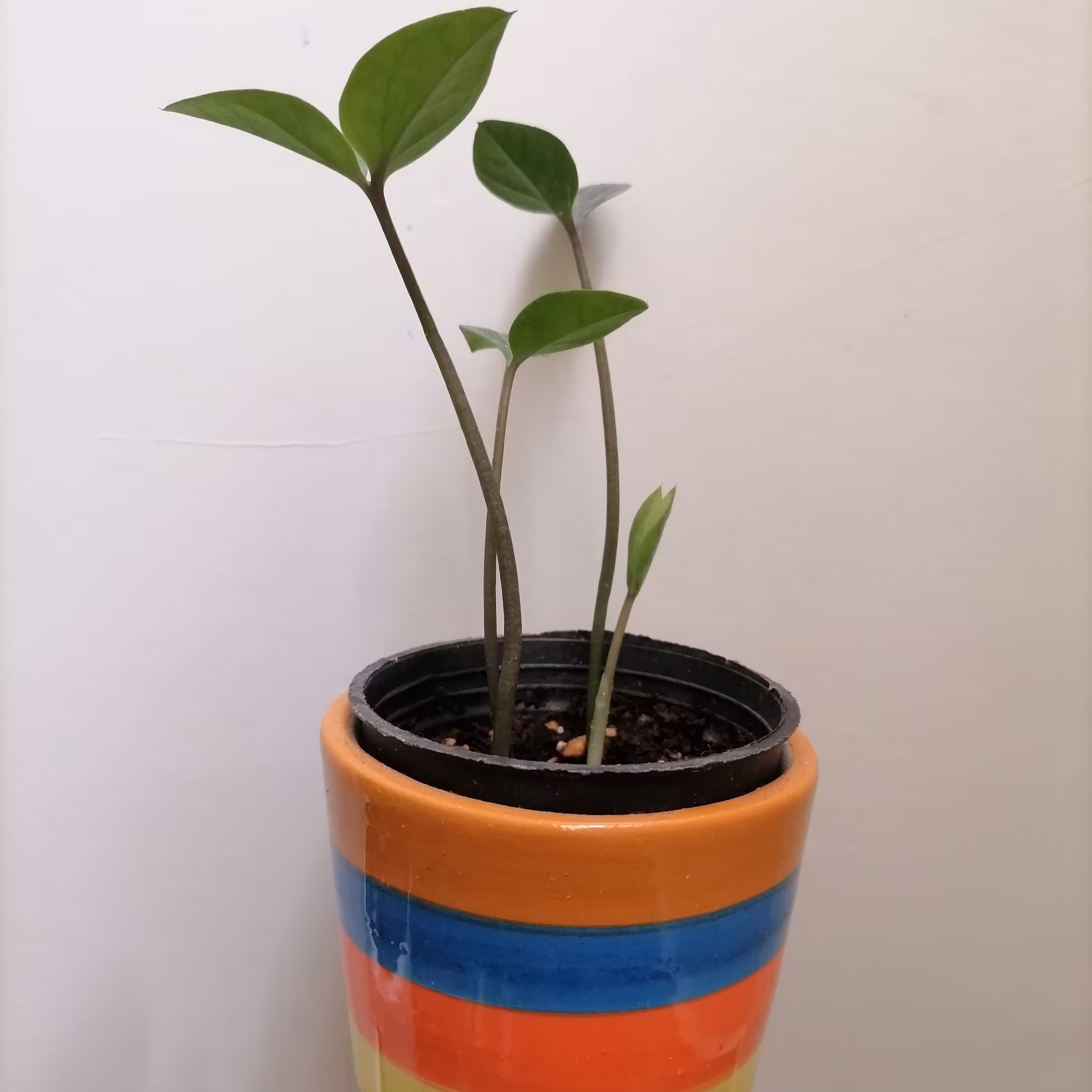 زاموفیلیا سبز سه شاخه +پاجوش دار با گلدان رنگین کمونی خوشگل 