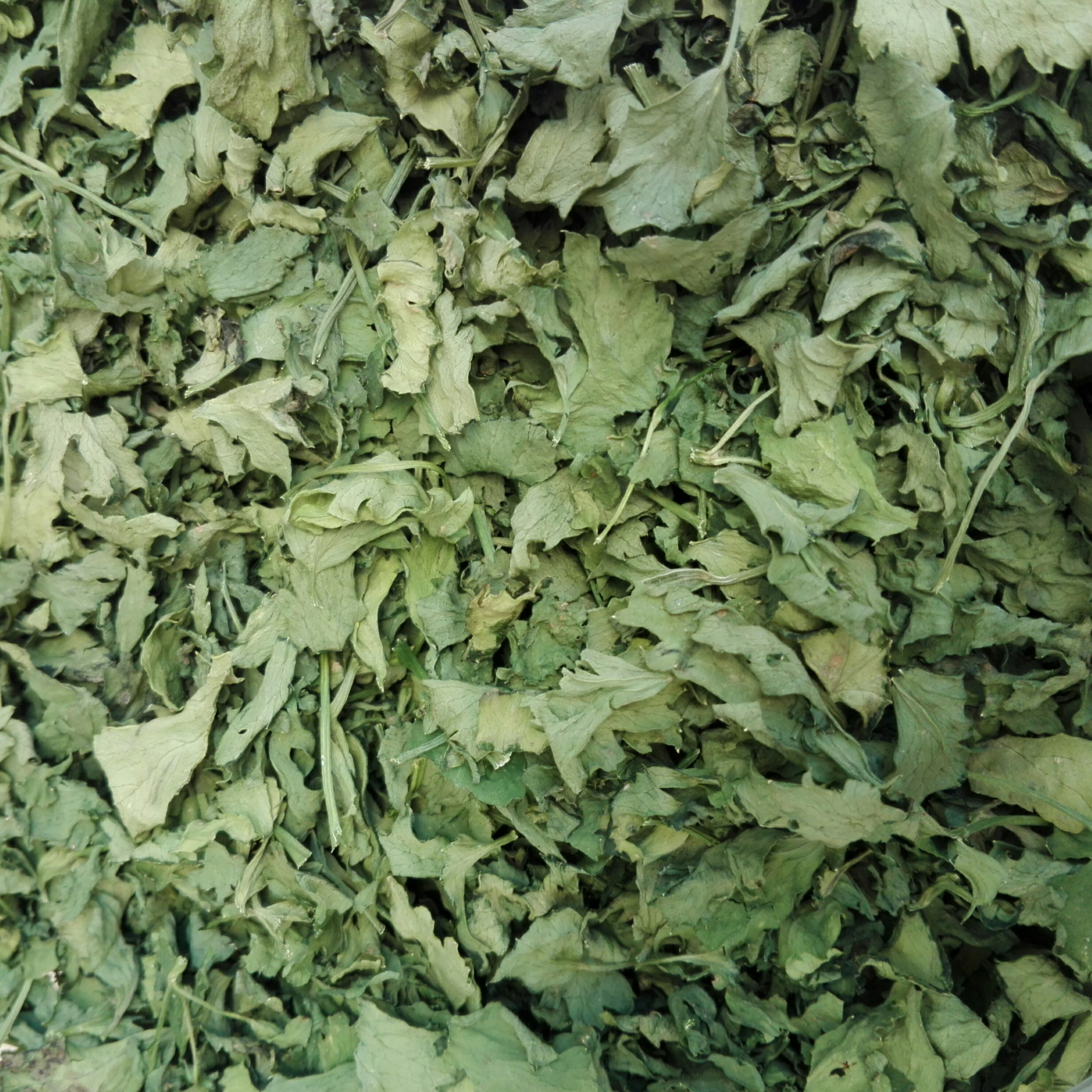 کروز کرفس کوهی آذربایجان (100 گرم)