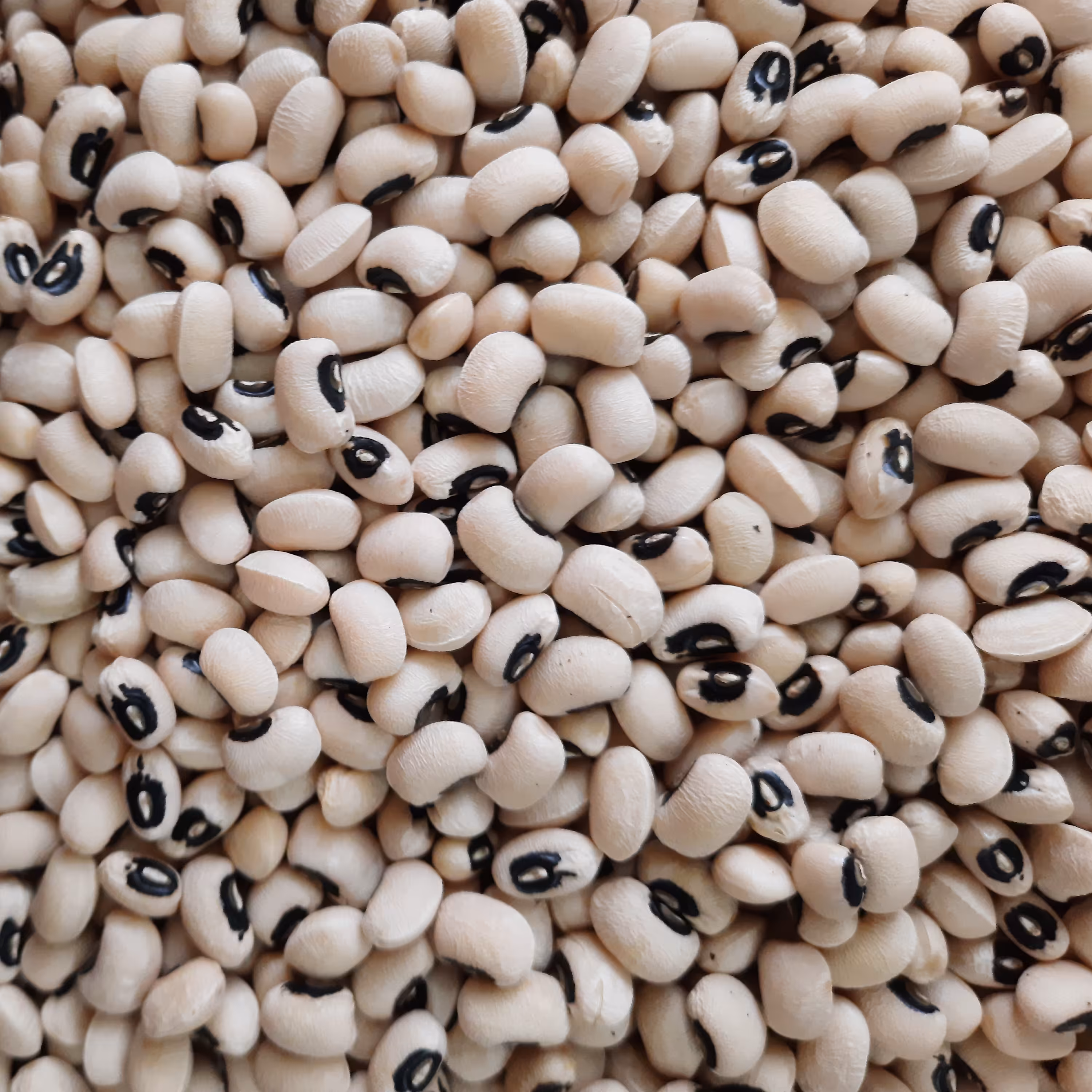 لوبیا چشم بلبلی اعلا 900 گرمی