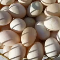 تخم اردک محلی (20 عددی)