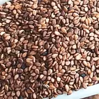 کنجد قهوه ای اعلاء 300 گرمی