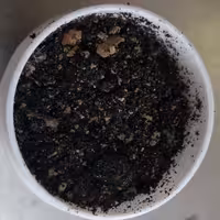 بخور جامع عمانی