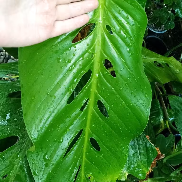 مونسترا لچریانا یک گیاه فوق العاده گران و باارزش تک قلم وضعیت ریشه در عکسها موجو