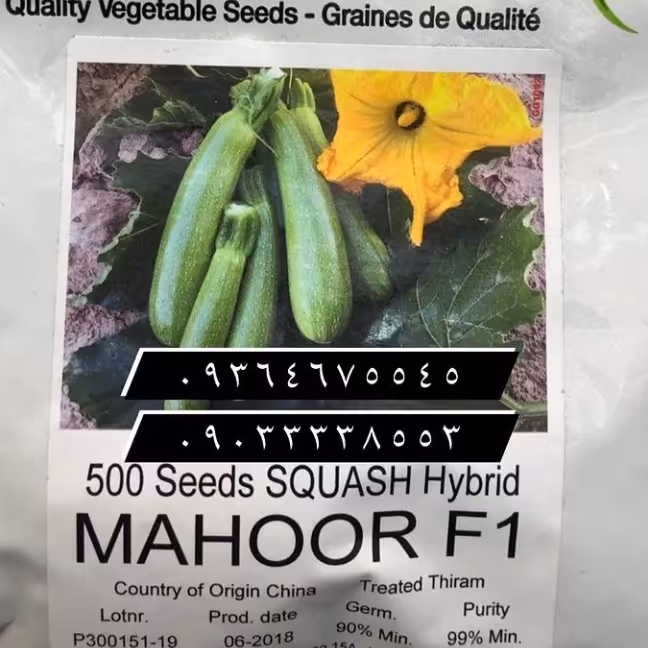 بذر کدو ماهور