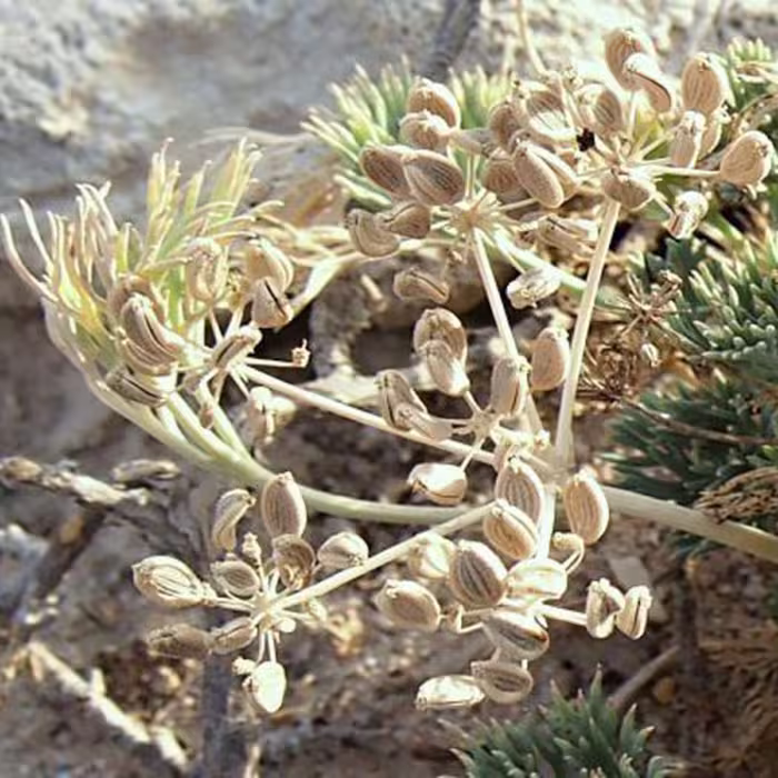 بذر مشکک