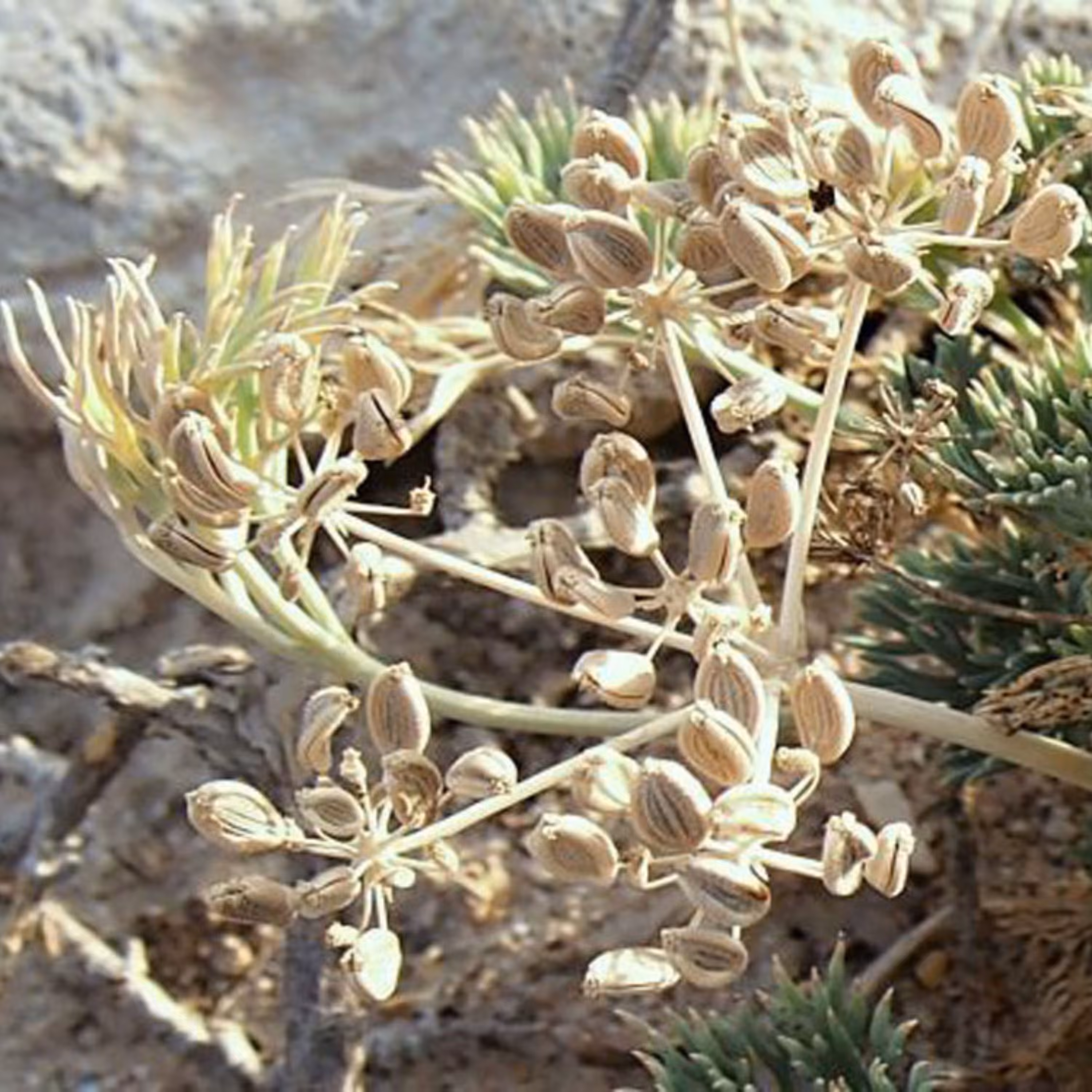 بذر مشکک