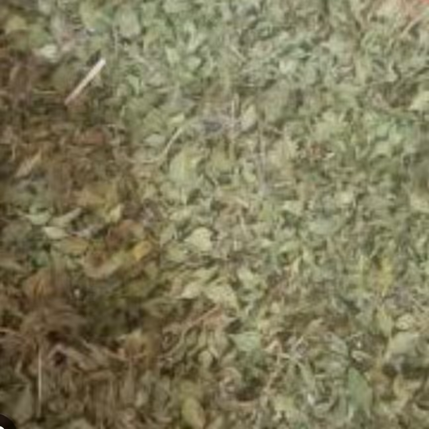 آویشن محلی 100 گرم