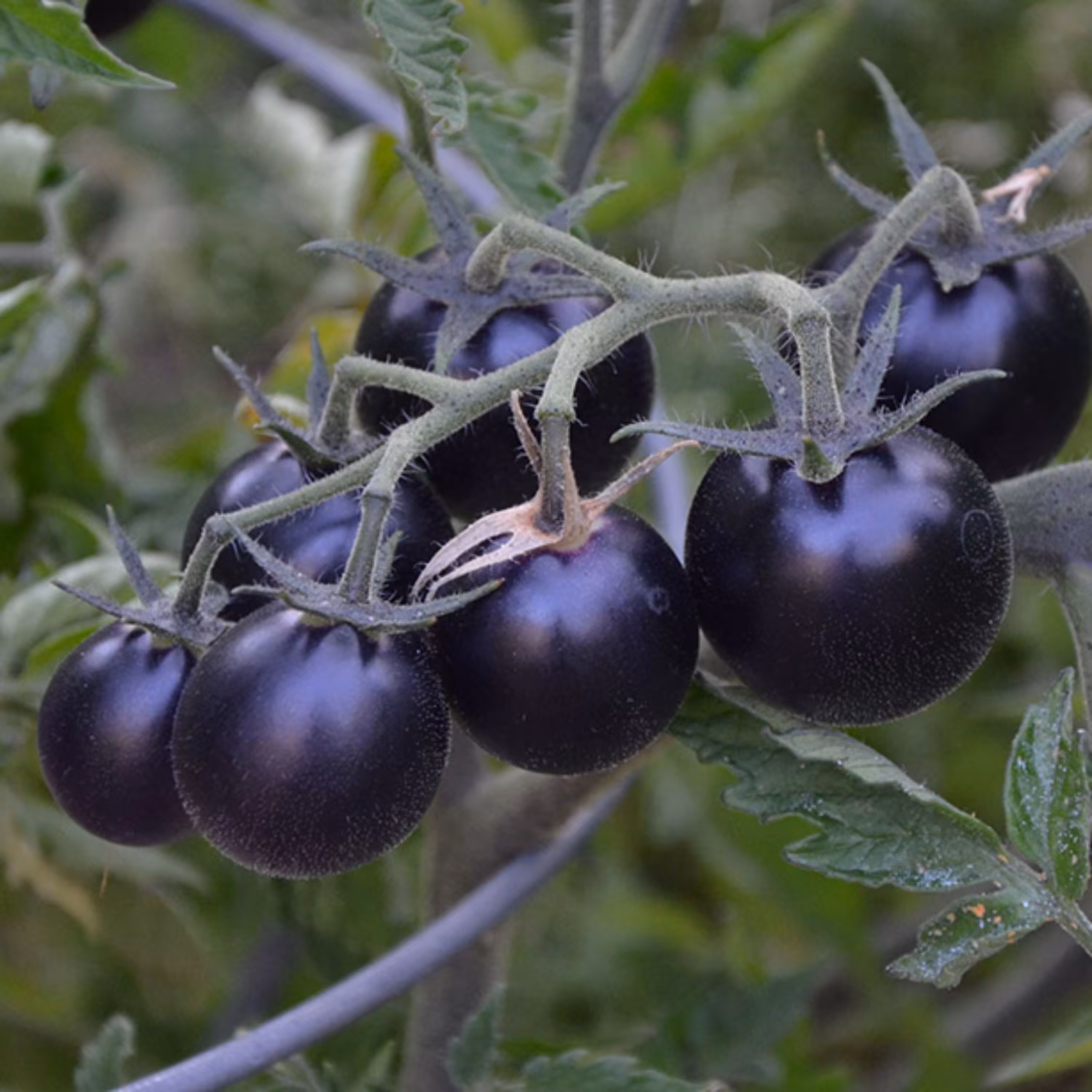 بذر گوجه چری مشکی (25 بذر)