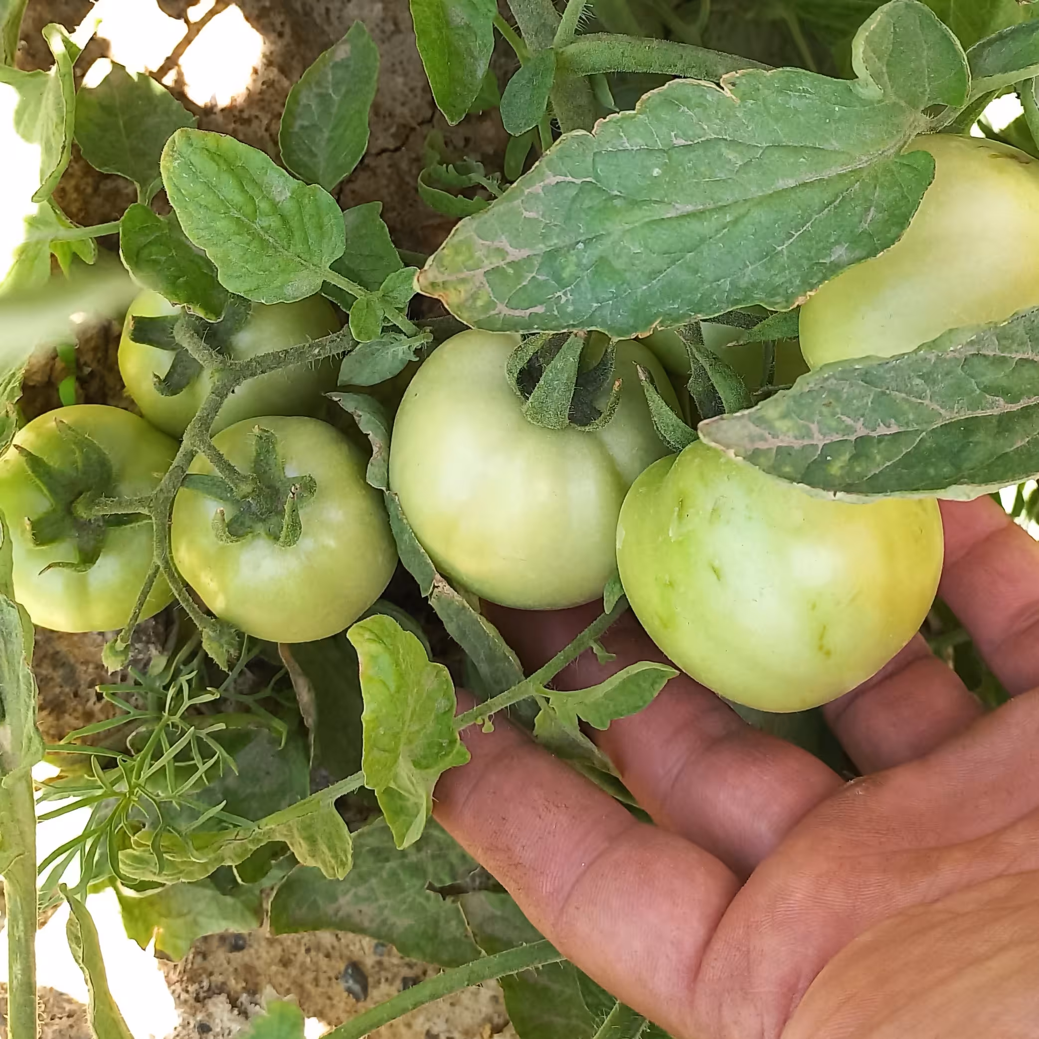 بذر گوجه فرنگی محلی میکس  ترش(50عددی)