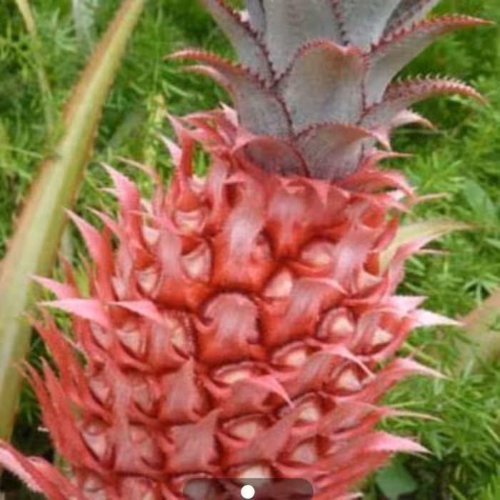 نهال اناناس قرمز