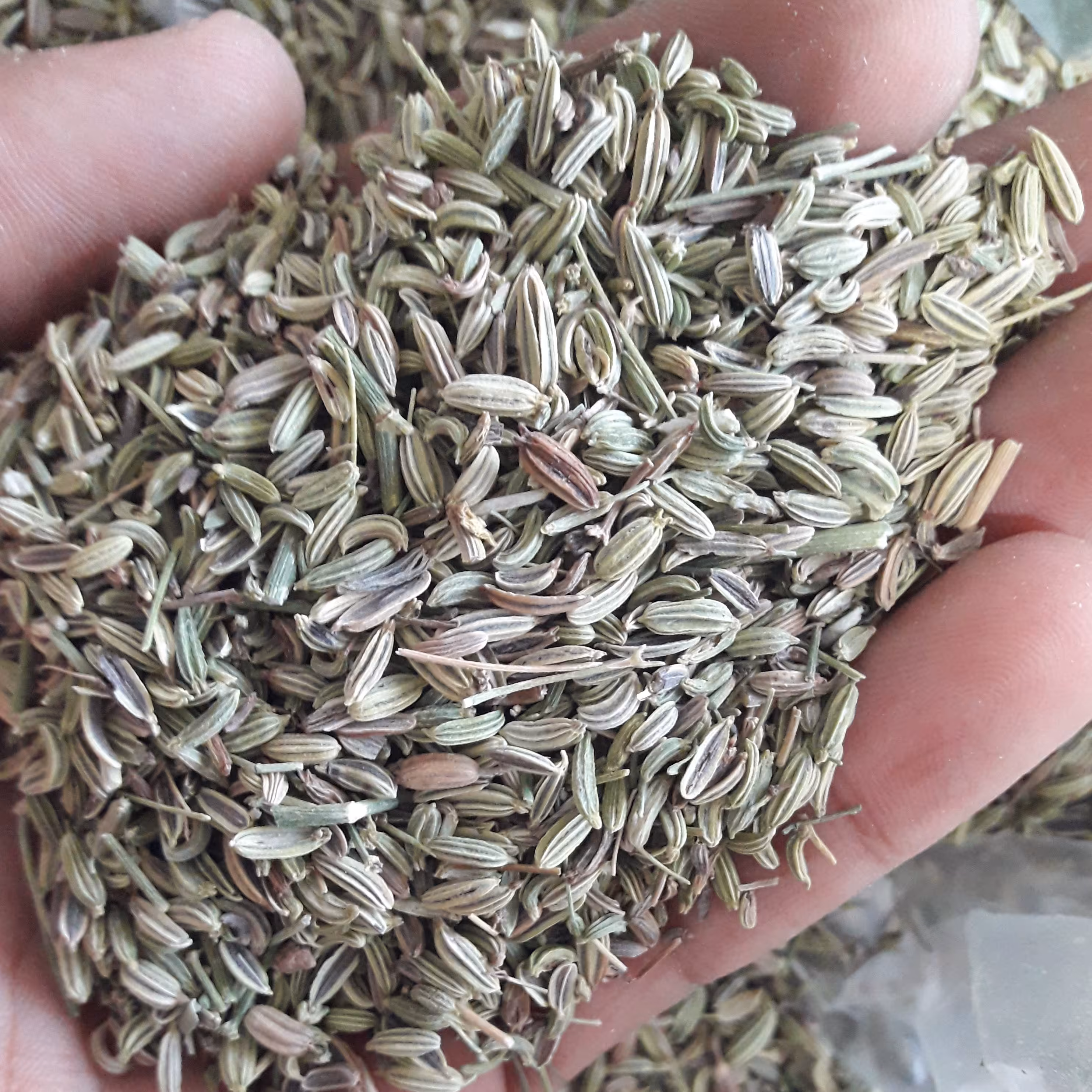 رازیانه (300گرمی)