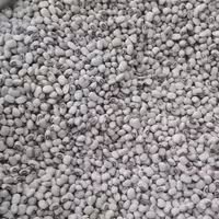 لوبیا چشم بلبلی