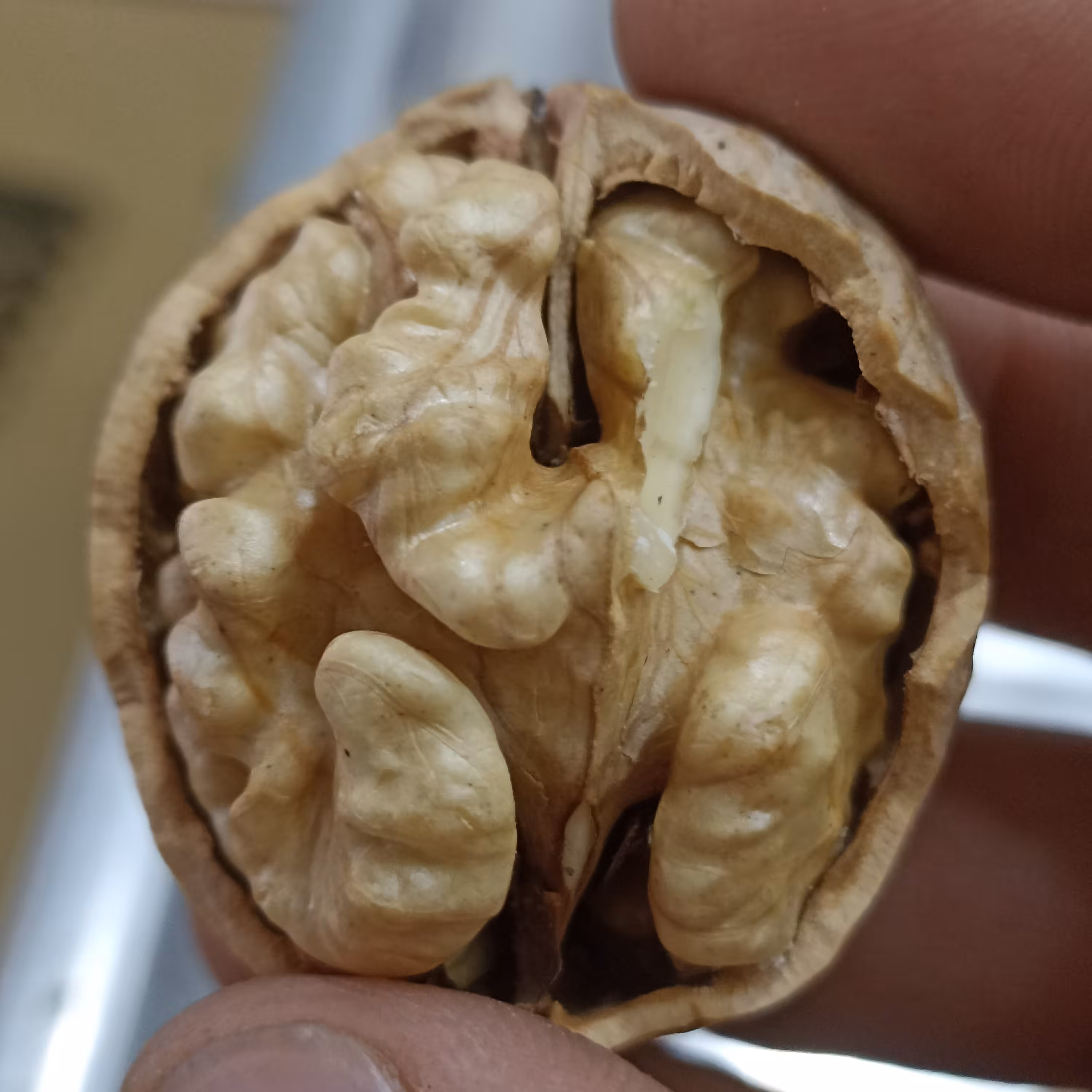 گردو درجه یک بلغاری یک کیلو (650گرم مغز)