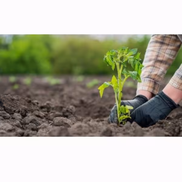 راهنمای کاشت گوجه فرنگی برای تازه کارها