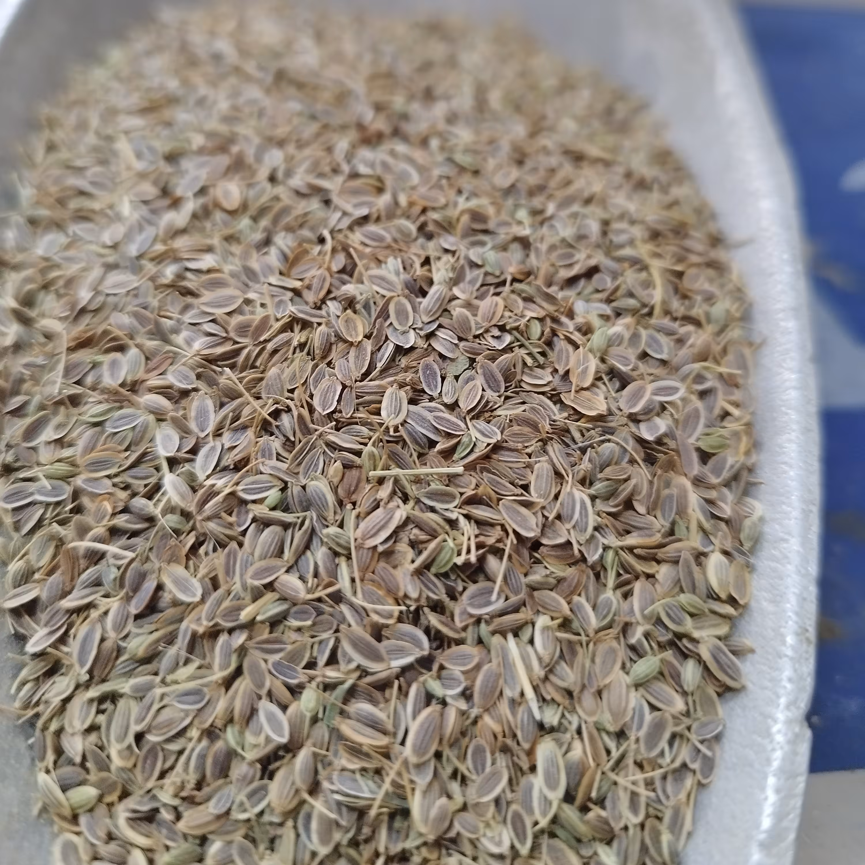 تخم شوید(محلی)