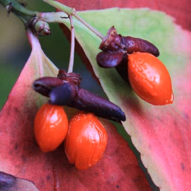 بذر کمیاب درخت Burning Bush بسته 100 عددی