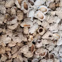 شکر تغار  (شکروک)