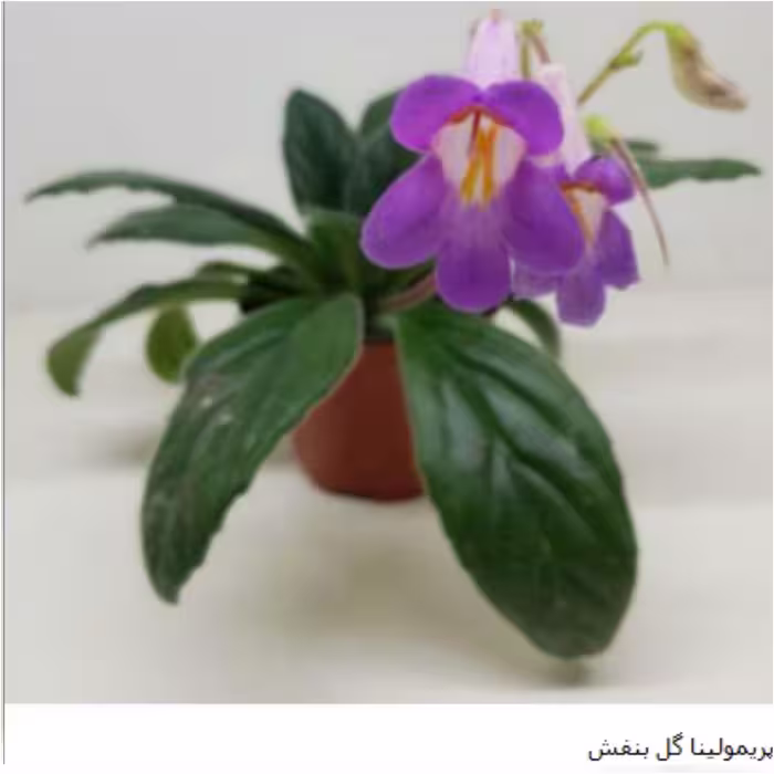 برگ پریمولینای گل بنفش تازه بریده شده آماده قلمه زنی در بستر پرلیت و پیت ماس ،3 در6 سانت