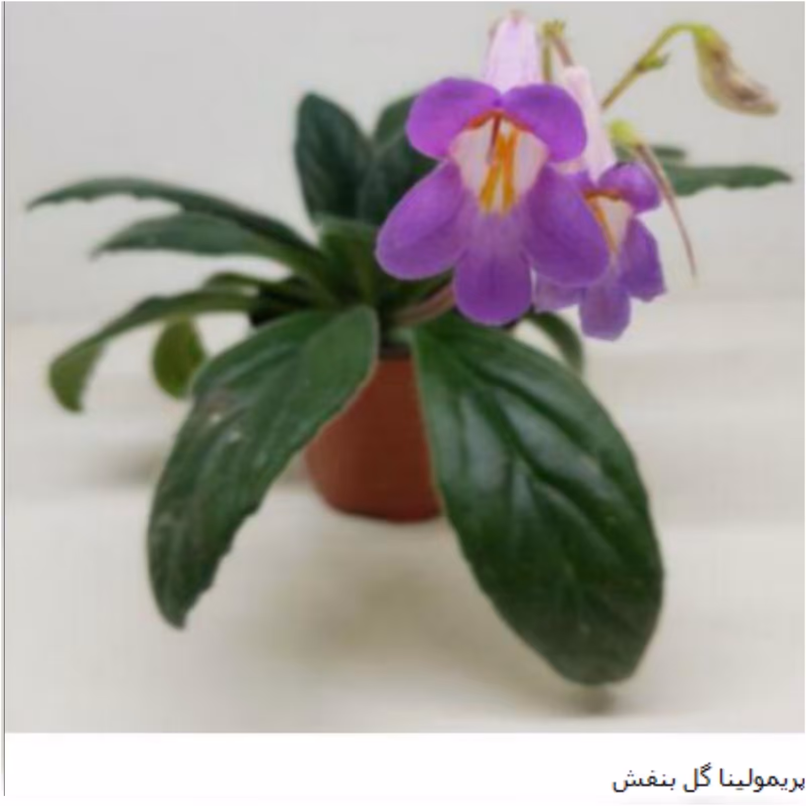 برگ پریمولینای گل بنفش تازه بریده شده آماده قلمه زنی در بستر پرلیت و پیت ماس ،3 در6 سانت