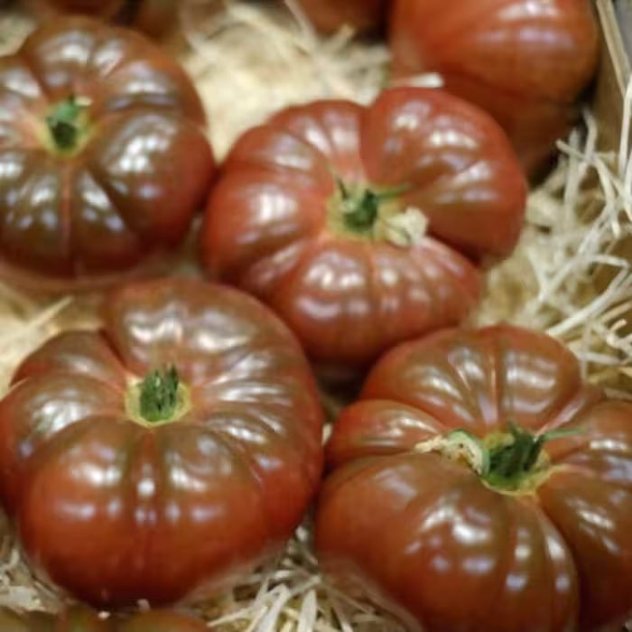 بذر گوجه فرنگی ارغوانی بوته ای