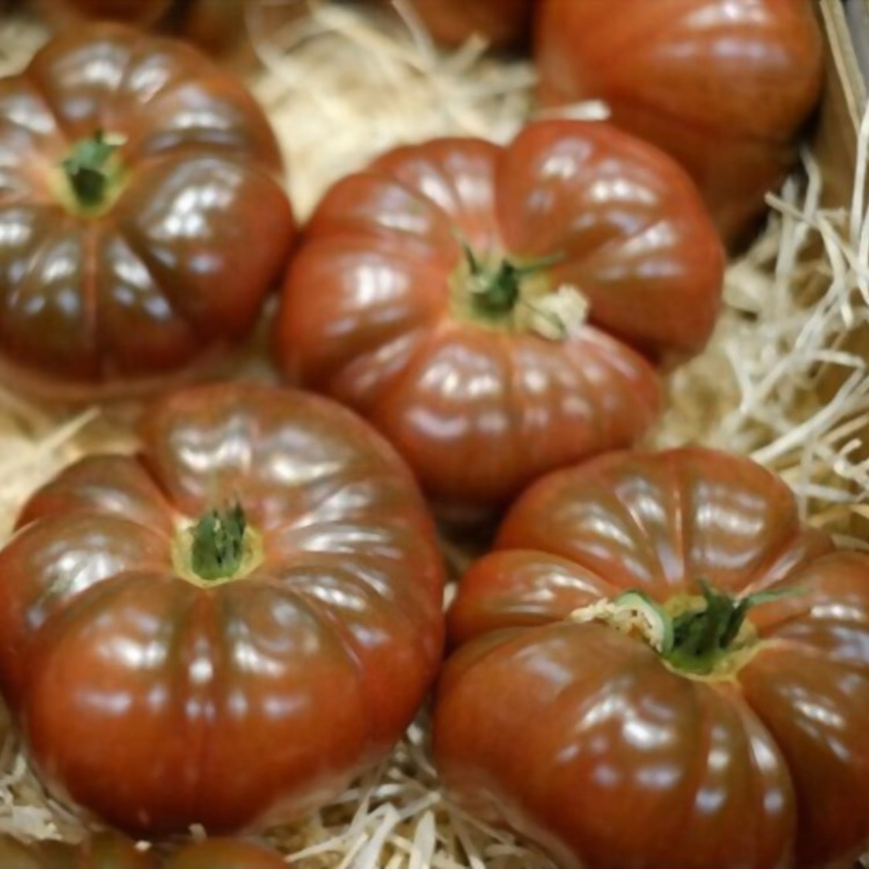 بذر گوجه فرنگی ارغوانی بوته ای