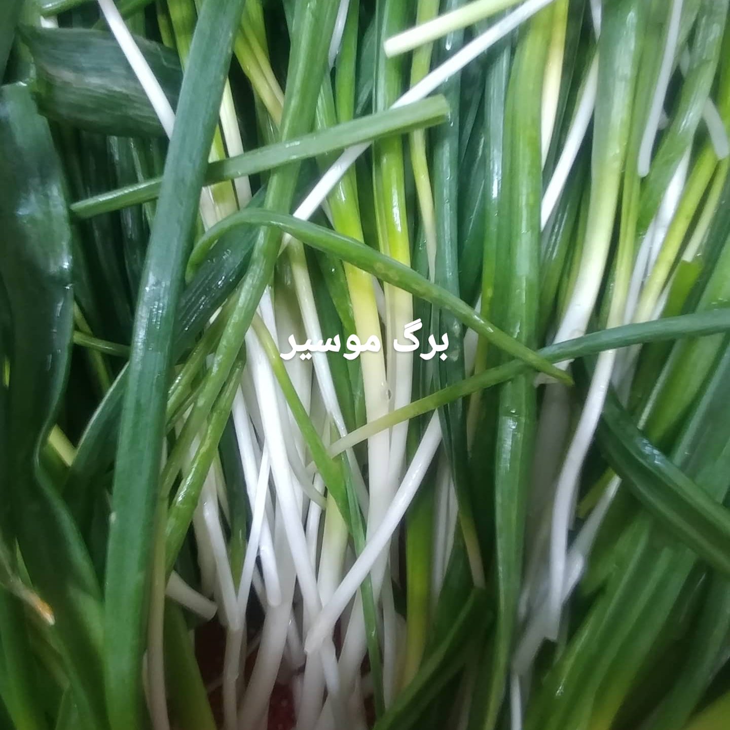 برگ موسیر