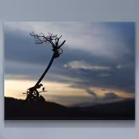 تابلو دکوری و تزئینی اورجینال عکاسی شده 