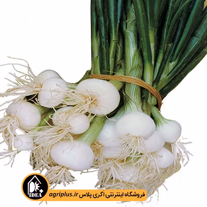 بذر پیازچه 707 Small White