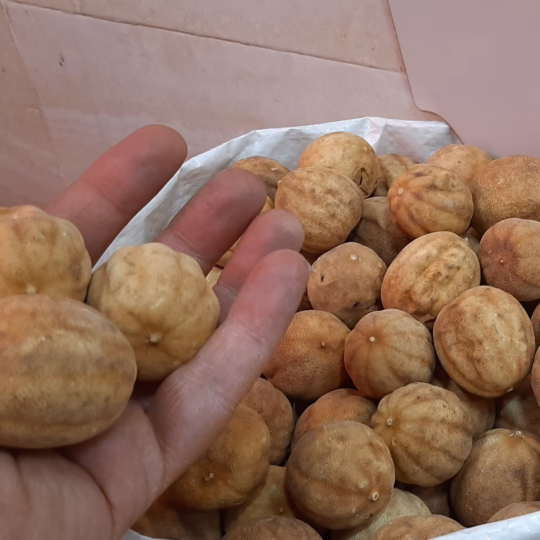 لیمو عمانی دانه درشت درجه 1