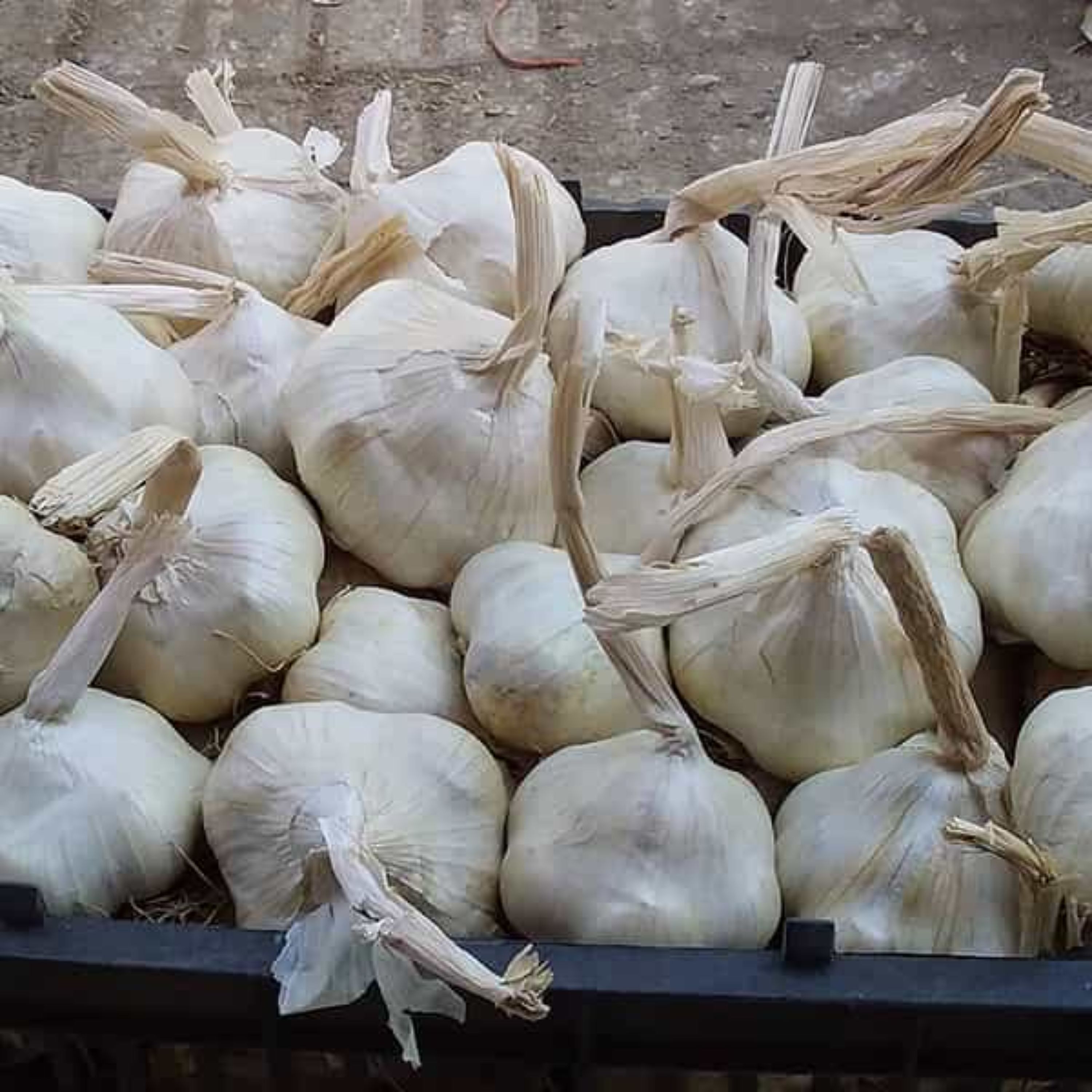 سیر تند همدان-مریانج- با آب چشمه کلی و جزئی-با  قیمت مناسب -