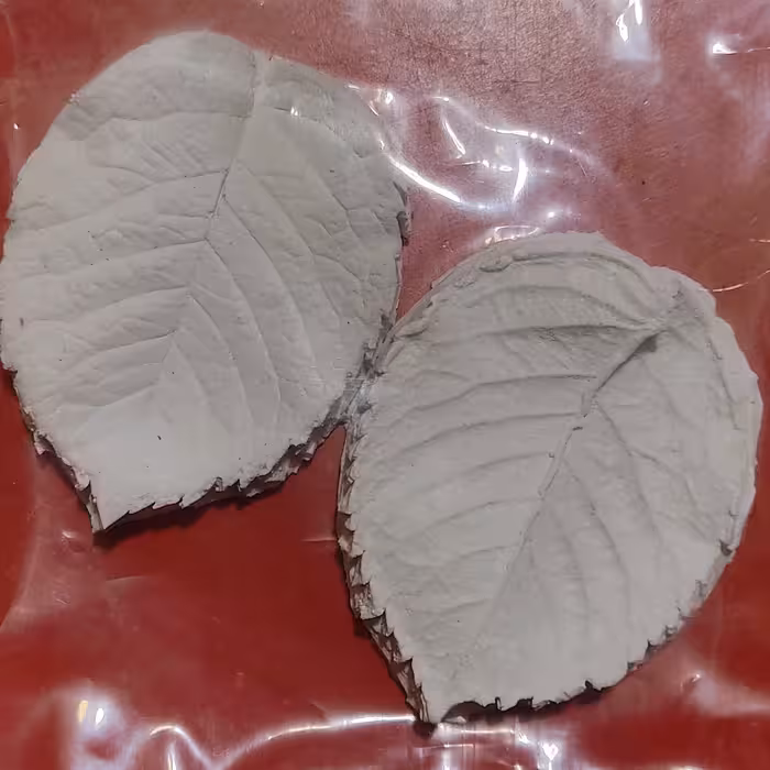 مولد برگ یا وینر برگ رز