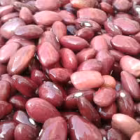 لوبیا قرمز اعلا  یک کیو