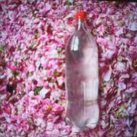 گلاب خانگی بدون هیچ گونه افزودنی 