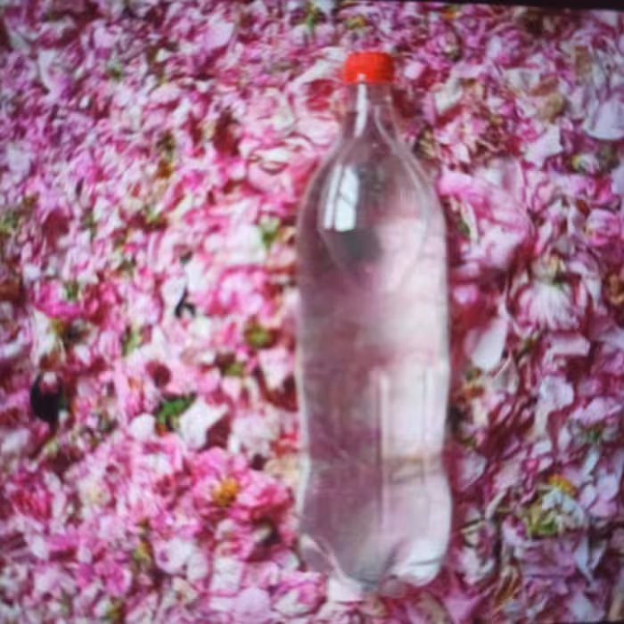 گلاب خانگی بدون هیچ گونه افزودنی 