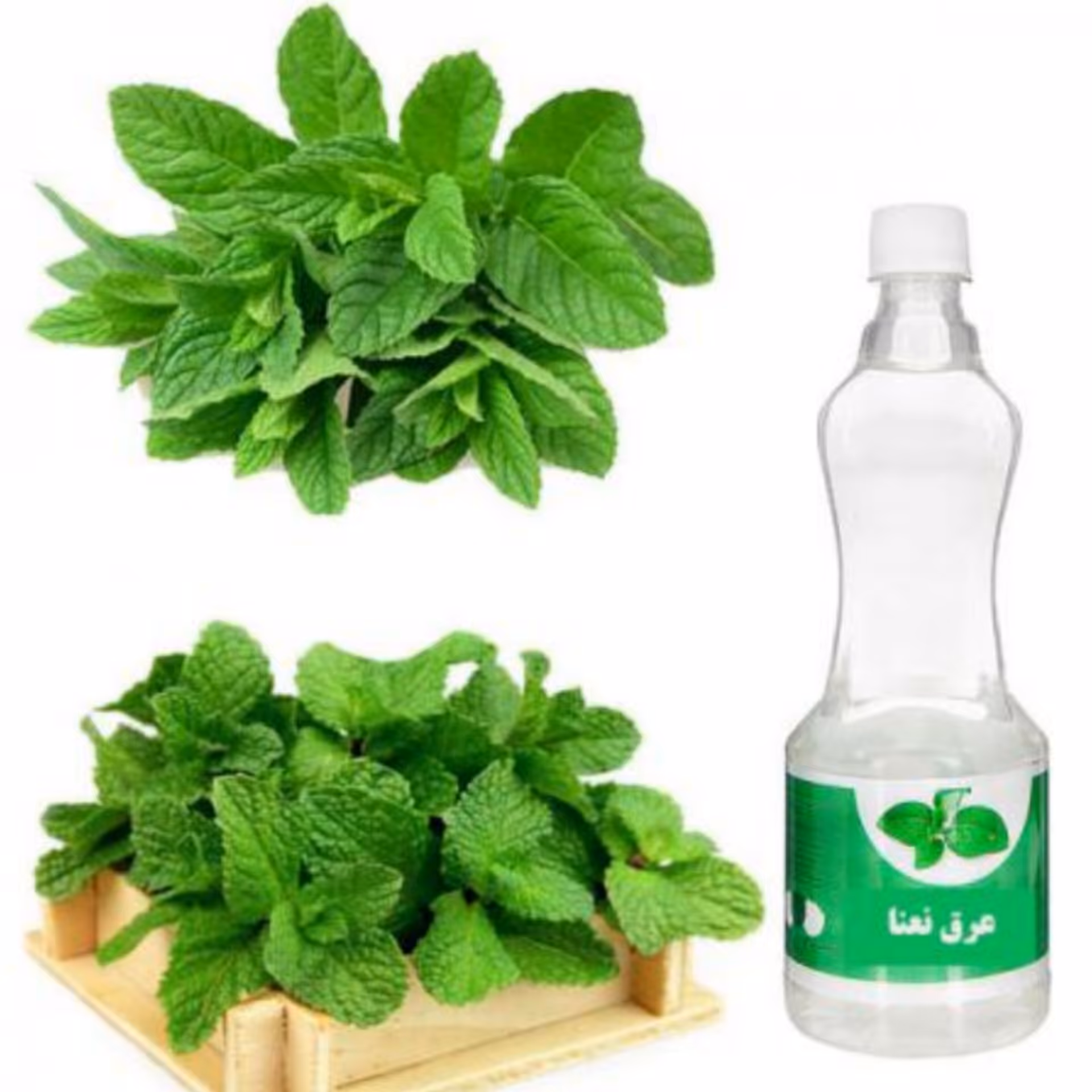 عرق نعنا درجه یک مناسب درد و نفخ معده