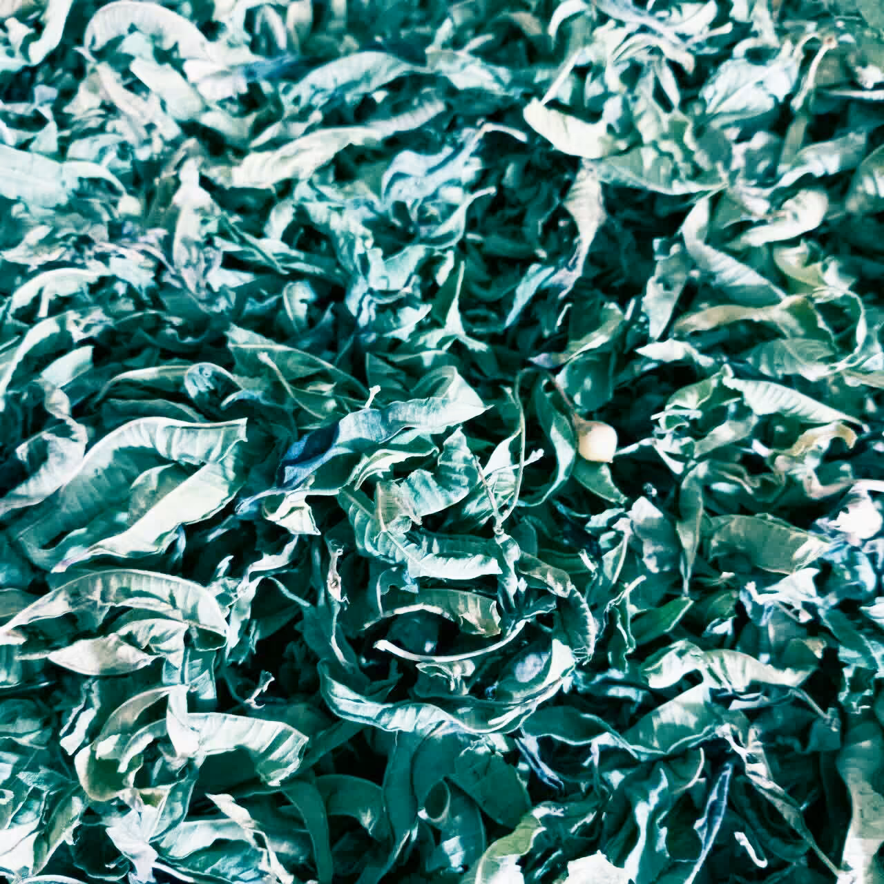 برگ به لیمو  . خوش عطر  و با کیفیت.