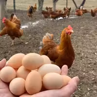 تخم مرغ محلی