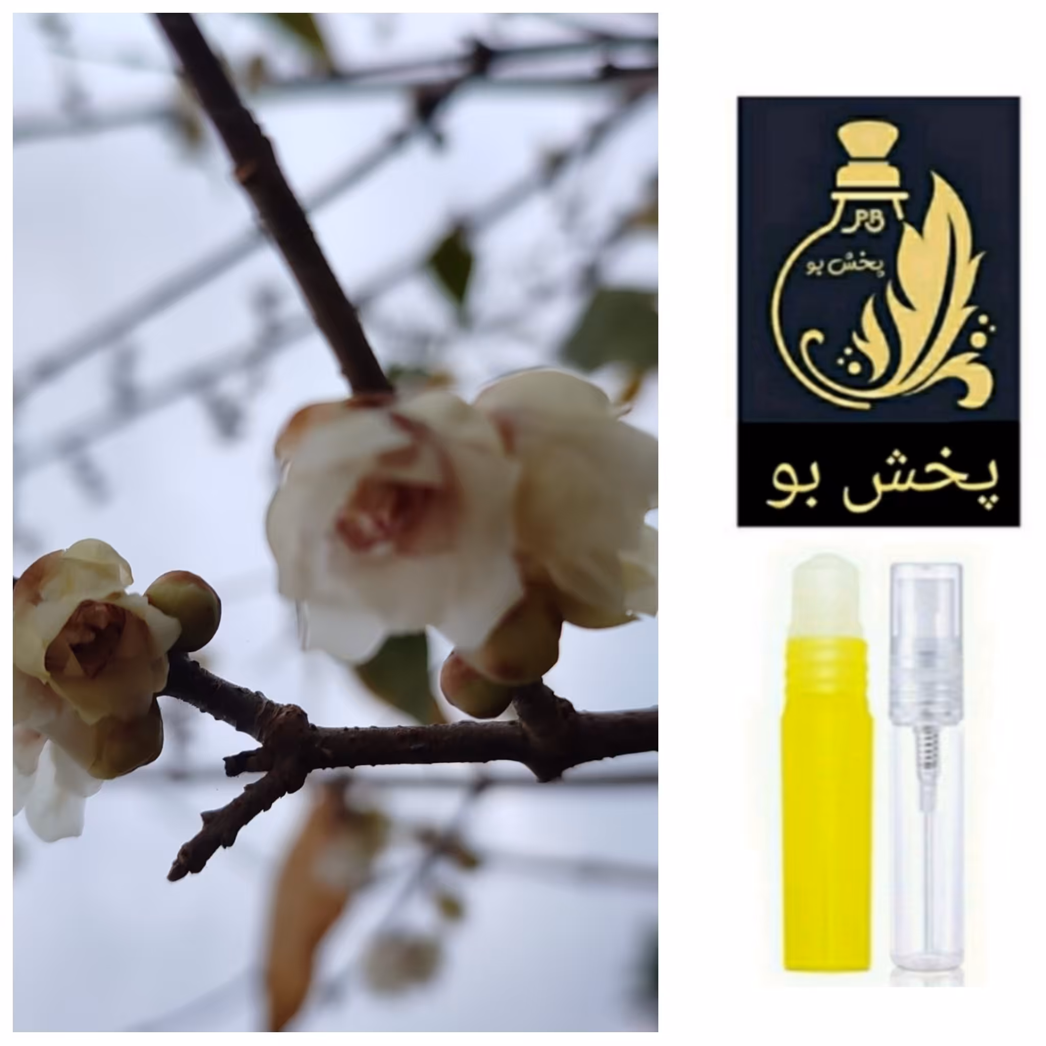 عطر گل یخ گرید H .یک میل .(توضیحات این عطر ماندگار و باکیفیت حتما مطالعه شود)