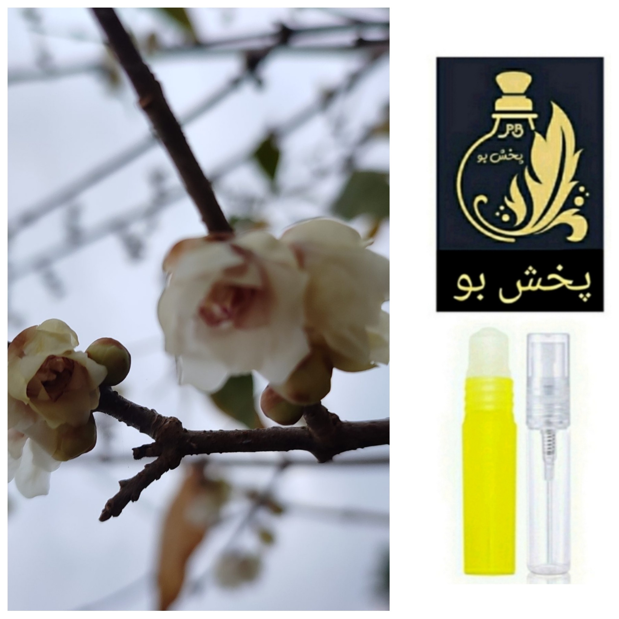 عطر گل یخ گرید H .یک میل .(توضیحات این عطر ماندگار و باکیفیت حتما مطالعه شود)