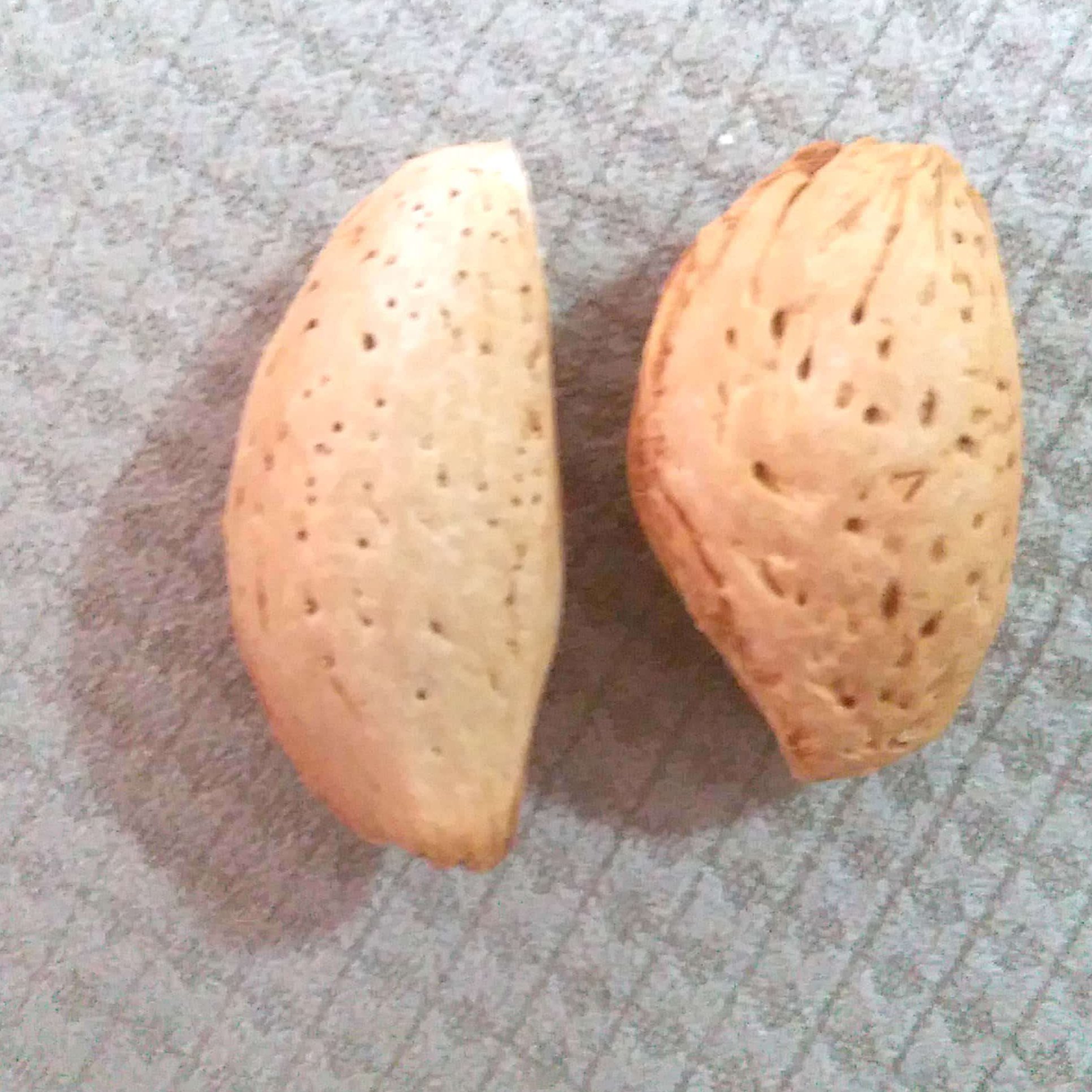 بادام مامایی