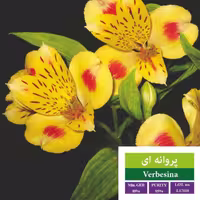 بذر گل پروانه ای طلایی رویان
