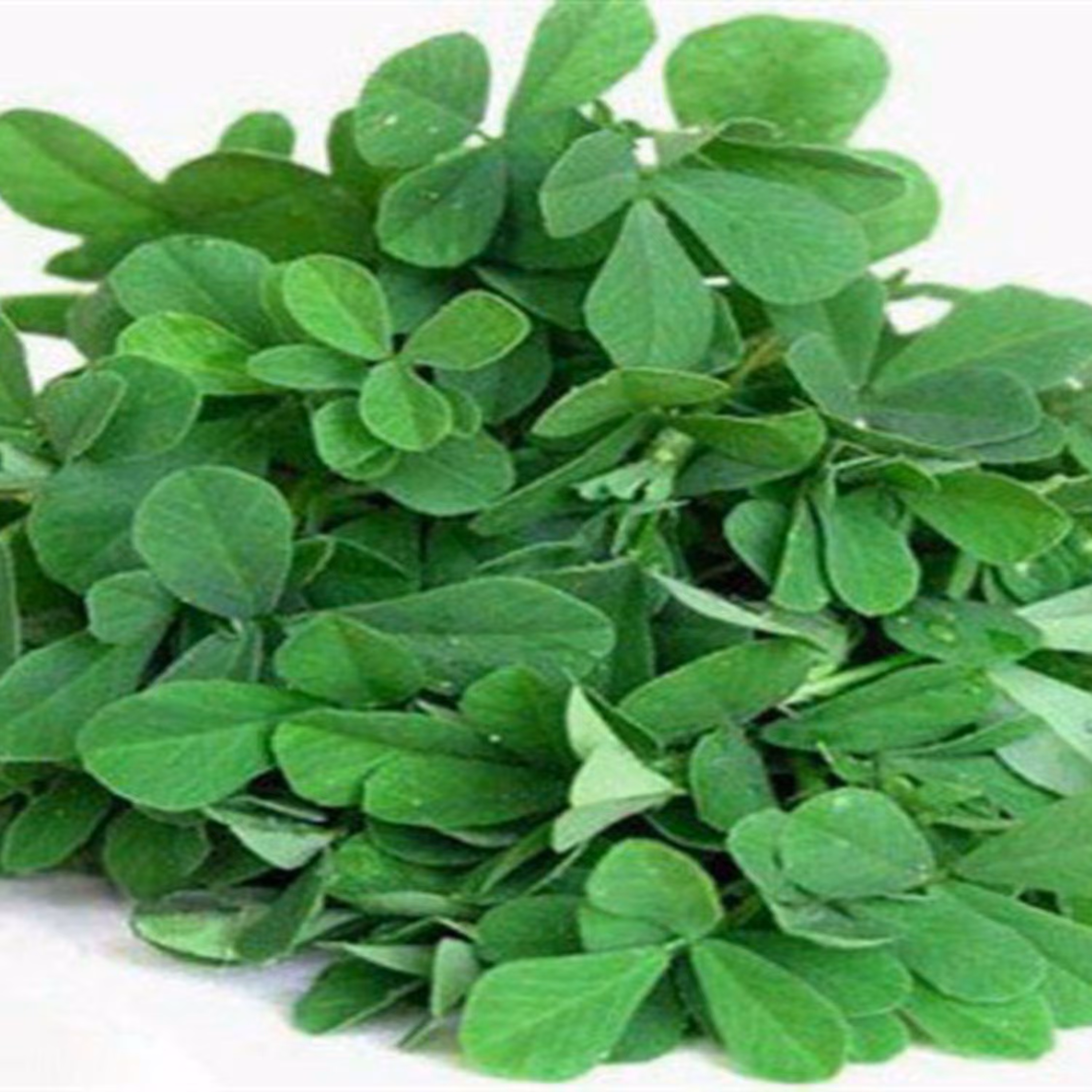 بذر شنبلیله (بسته 100 گرمی)