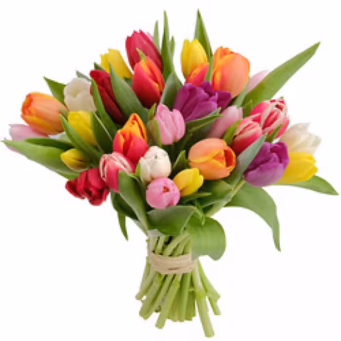 پیاز لاله هلندی(3عددمیکس)