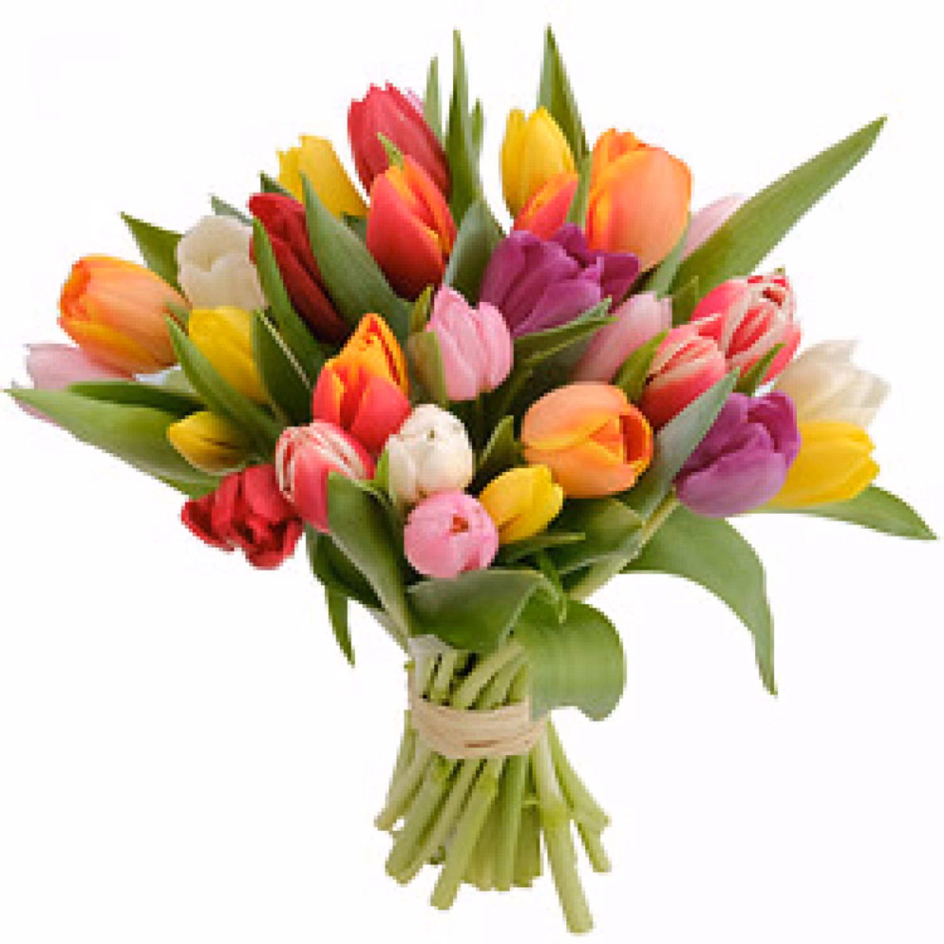 پیاز لاله هلندی(3عددمیکس)